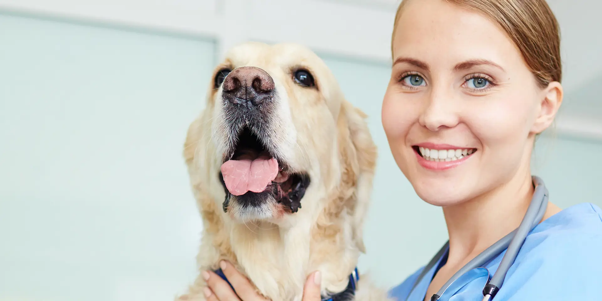 Kvindelig dyrelæge i blåt tøj holder om stor hund med brun pels