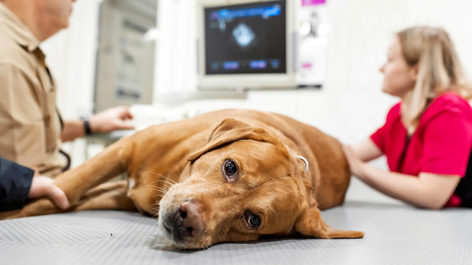 Brun hund er ved dyrelægen for at få lavet en scanning