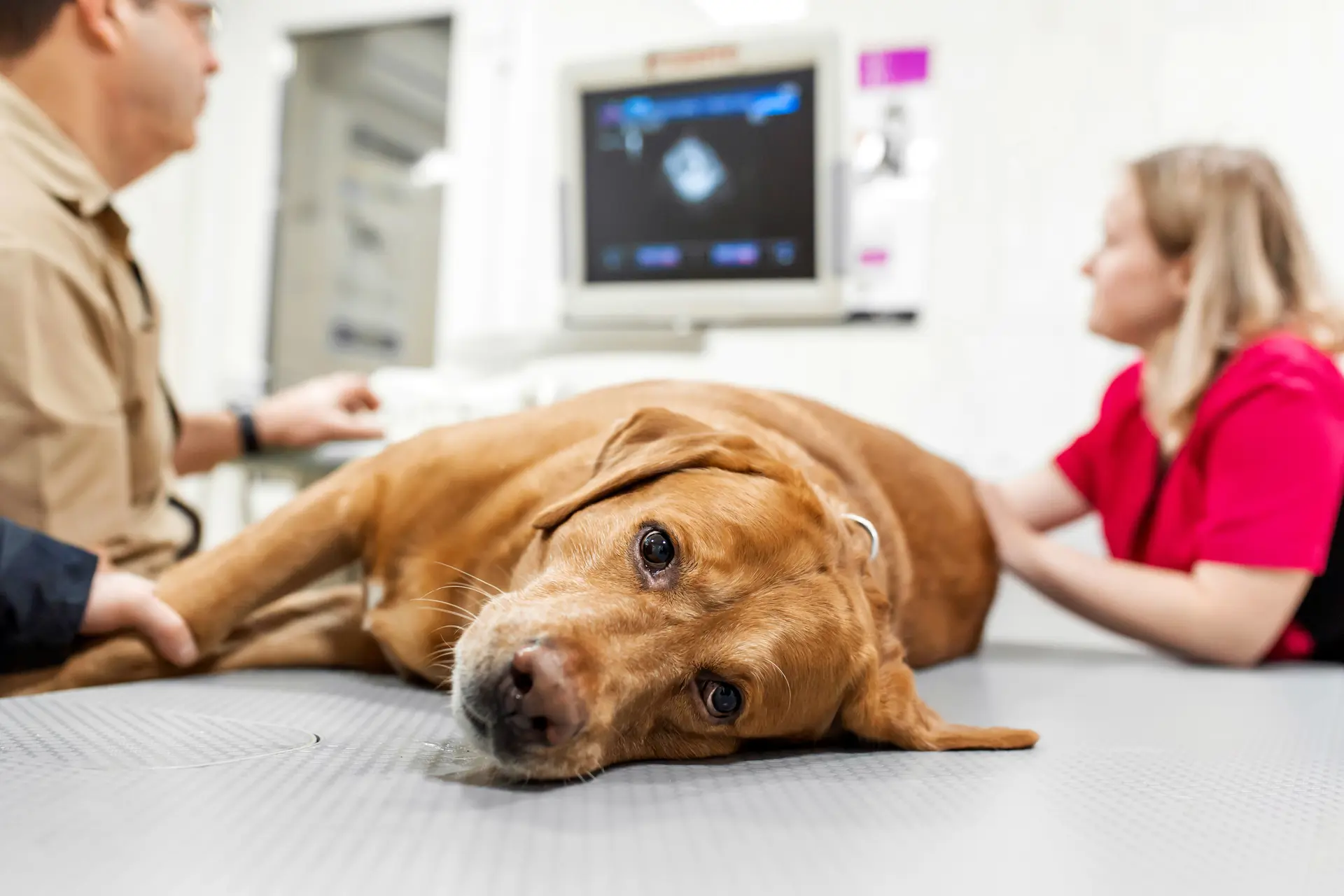Brun hund er ved dyrelægen for at få lavet en scanning